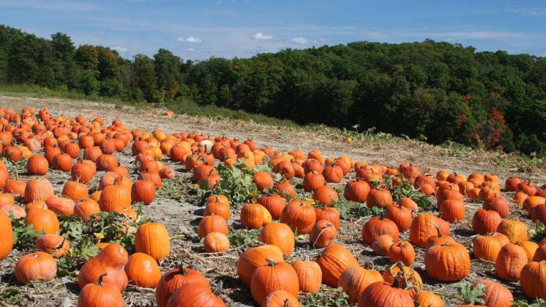 红枣南瓜粥,<a style='color:red;display:inline-block;' href='/shicai/ 53'>南瓜</a>在地里面的时候也很壮观呢。