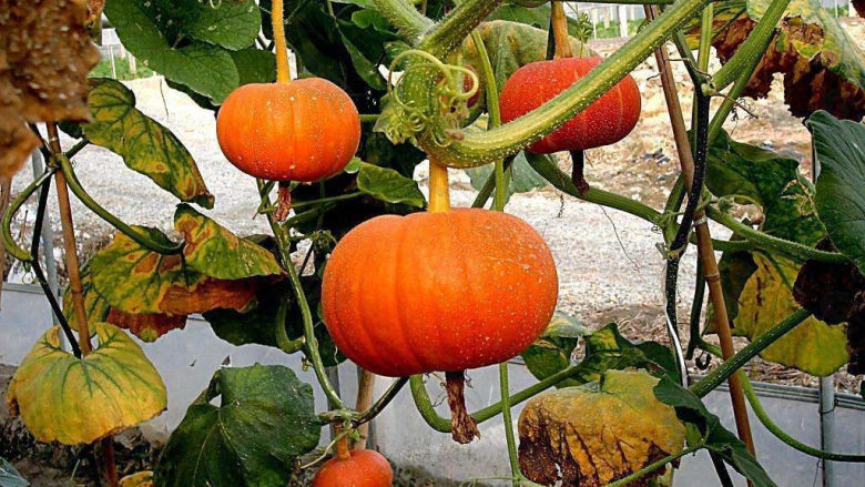 红枣南瓜粥,如果在农村，去南瓜架子下摘个大南瓜回来吧。