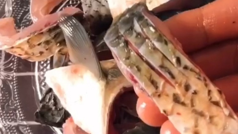 炸鱼块,洗干净以后把鱼切成这种一小块一小块的,先给鱼的两面来几刀划痕在切成这种一小块的