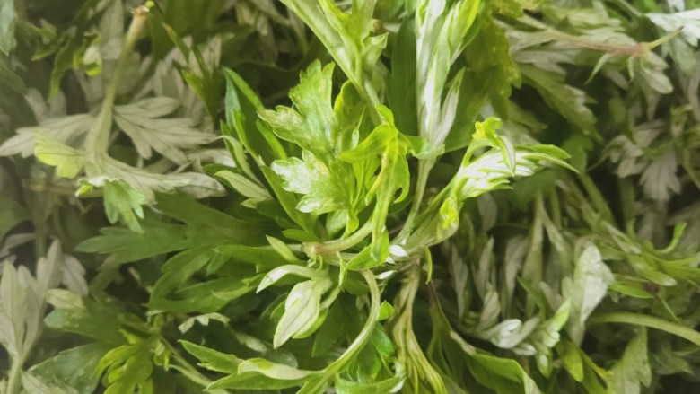 青团,艾草清洗干净后,沥干