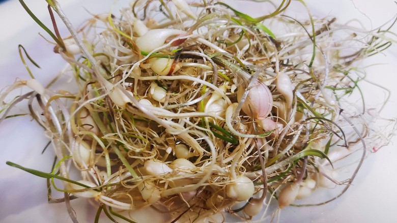 麻酱菠菜,这个是不是东北特产,有认识的么。我们叫它大头蒜,小根蒜。是一种野菜。
