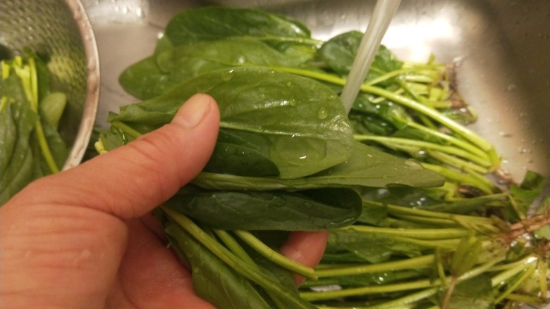 麻酱菠菜,先冲洗去泥,在掐成小节。