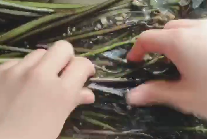 凉拌蕨菜,将蕨菜用清水,上手抓洗干净。