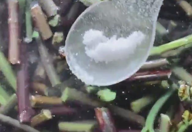 凉拌蕨菜,锅烧热水,加盐汆烫成熟后