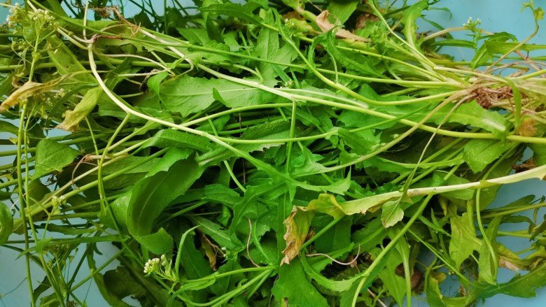 荠菜炒鸡蛋,<a style='color:red;display:inline-block;' href='/shicai/ 126'>荠菜</a>现在这个时候都老了,只能把老的拔回来了