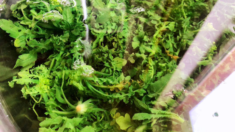 荠菜拌香干,捞出过冷水,再攥干水分备用。