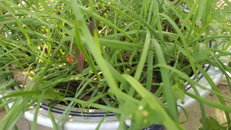 韭菜炒香干,开春了,种好的<a style='color:red;display:inline-block;' href='/shicai/ 116'>韭菜</a>可以吃了