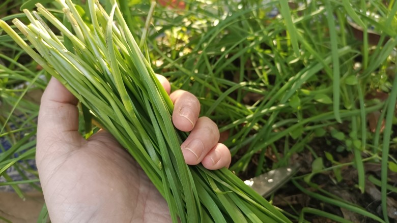 韭菜炒香干,用剪刀从根部剪韭菜