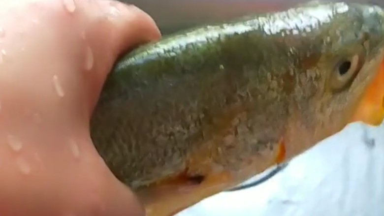 糖醋草鱼,,买回来的鱼要清洗干净。