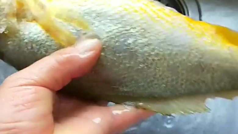 糖醋草鱼,,开膛破肚去鱼鳞。
