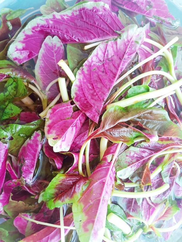 红苋菜皮蛋汤,一把<a style='color:red;display:inline-block;' href='/shicai/ 3274'>红苋菜</a>摘去根部,摆成小段清洗干净。