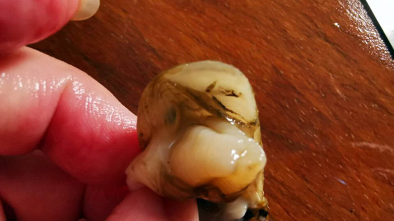 椒盐蛏子,触角的裙边也要处理掉,包括泥沙