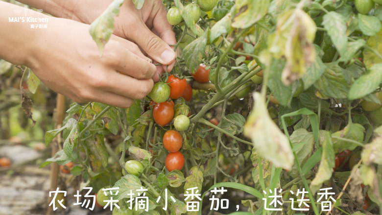 意大利佛卡夏,农场采摘<a style='color:red;display:inline-block;' href='/shicai/ 89994'>小番茄</a>，<a style='color:red;display:inline-block;' href='/shicai/ 832'>迷迭香</a>，准备烘焙材料。