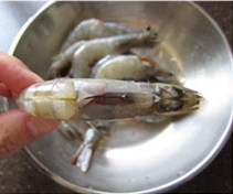 鲜虾炒白菜,<a style='color:red;display:inline-block;' href='/shicai/ 301'>鲜虾</a>洗净,开背挑去虾线,剪去虾枪、虾须、虾爪;剪虾枪时,剪深一些,露出虾脑