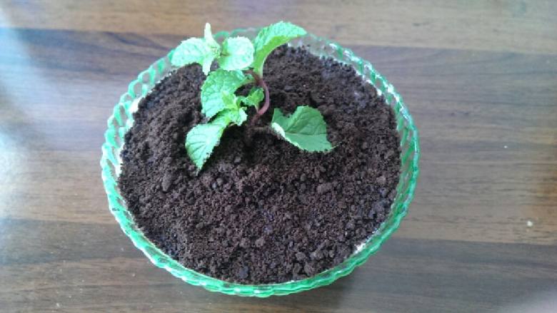 创意甜品之盆栽酸奶