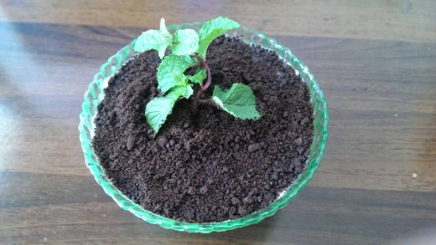 创意甜品之盆栽酸奶