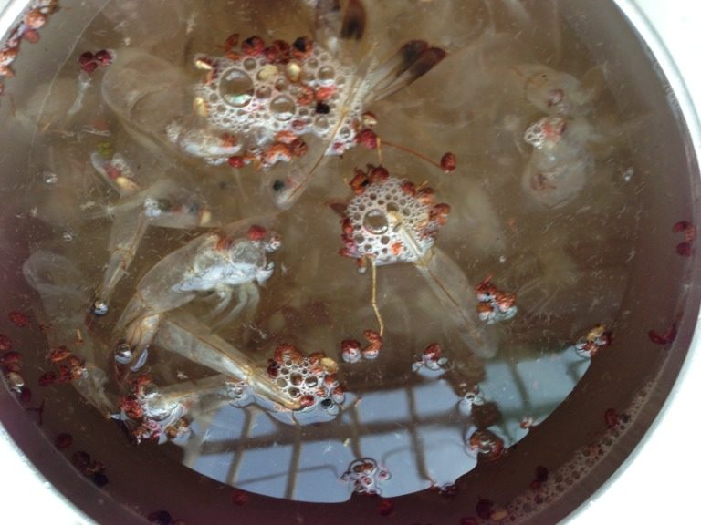 大虾面,把大虾洗净,剥皮,虾头,虾皮,虾肉分别放。