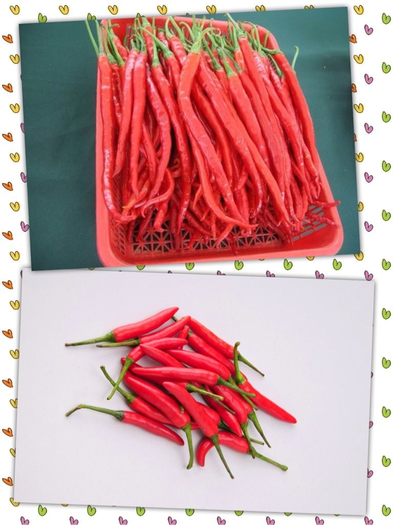 正宗川味豆瓣酱,如图,将二荆条辣椒和朝天椒,去蒂,洗净,剁碎或让商家用机器搅碎,然后放入准备好的瓷盆内,备用