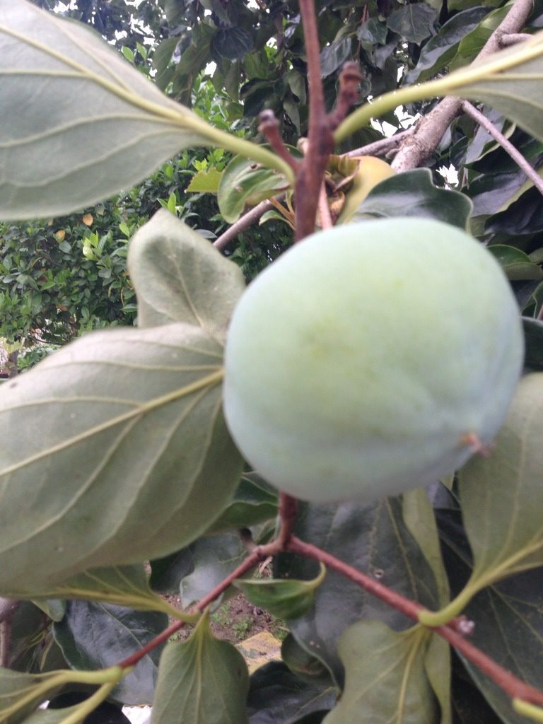 烧肥肠