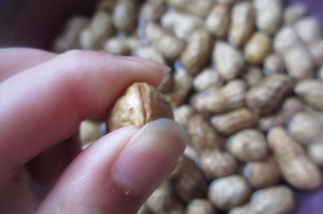 水煮花生,用手把洗干净的花生每个捏开口,这样方便入味