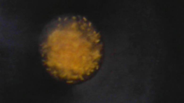 家常尖椒炒香肠,锅里放油,七成熟,放入葱花爆香。