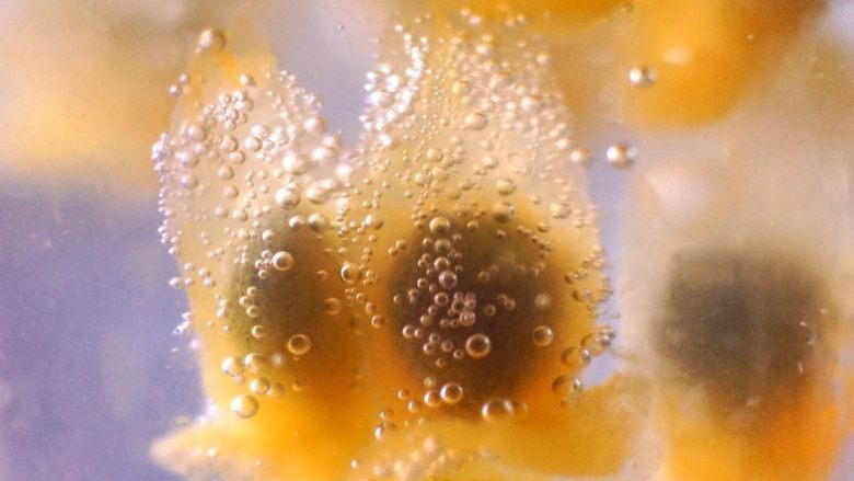 夏日沫沫系列—百香果金桔柠檬水,看到浮在杯壁的百香果，是不是想一口喝掉，夏天来一杯百香果金桔柠檬苏打水，爽到爆~