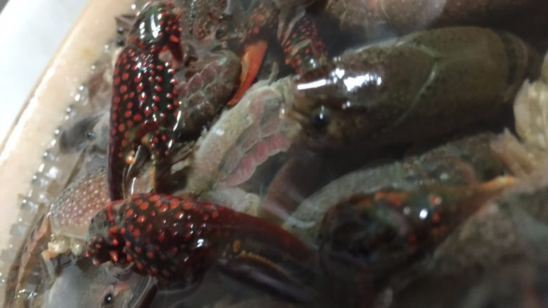 小龙虾盖浇饭,洗龙虾:
剪去小爪和胡须,然后泡在清水里半天;