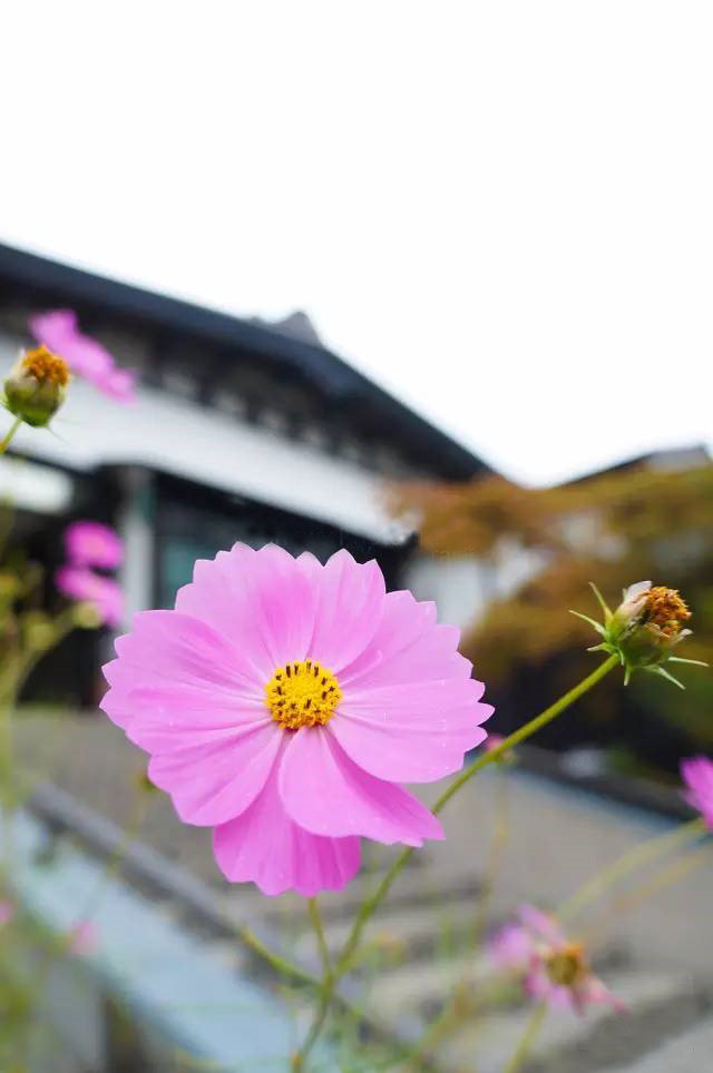 秋天，一起去北海道吃海鲜