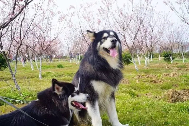 什么是你最想念的家乡味？