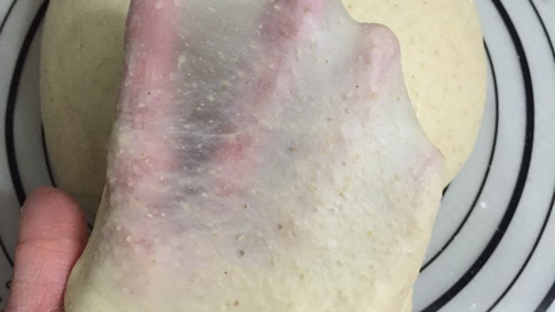 全麦老式面包 中种法,揉好的面团呈现完全阶段,手套膜清晰