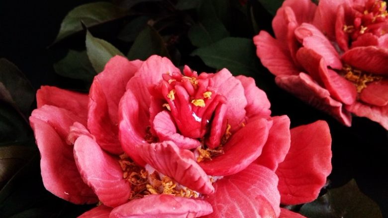 国色天香立体饼干,庭前芍药妖无格,