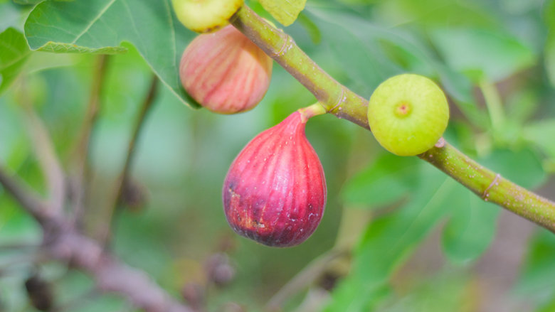 药食同源——无花果