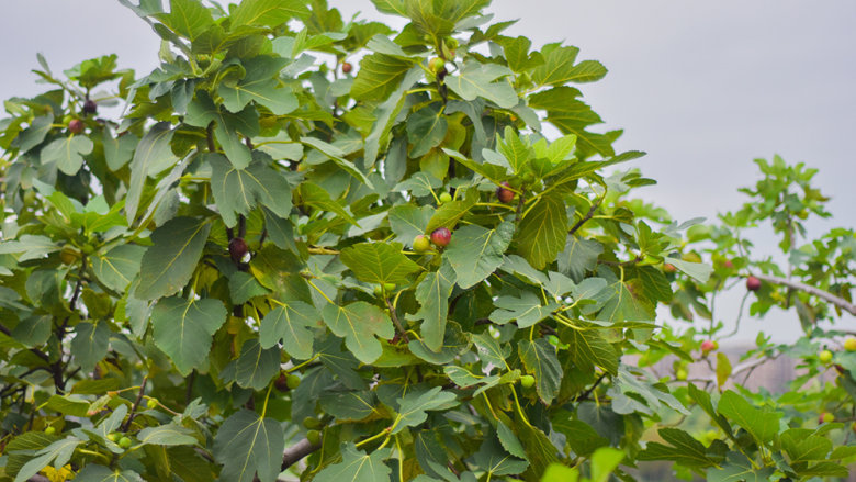 药食同源——无花果