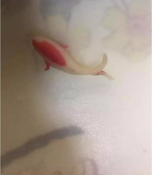 羊羹里居然有金鱼、玫瑰花,快来看看怎么做,捏成一个头身大小的形状,并把鱼背捏出第五步,捏一个两头尖的柱状做鱼尾部分,用剪刀在中间剪一刀,按在鱼身上。再用牙签沾上黑色色素点上眼睛。