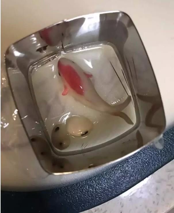 羊羹里居然有金鱼、玫瑰花,快来看看怎么做,第二步,准备一个寒天模具,倒入一层液体充满底部,把鱼和小石头放进去,继续倒入液体至模具的一半或倒满,放一旁或放置冰箱冷却。