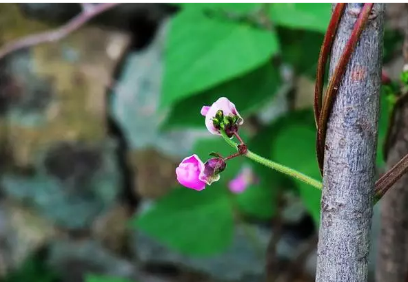 父亲的菜园子，满是熟透的瓜果菜