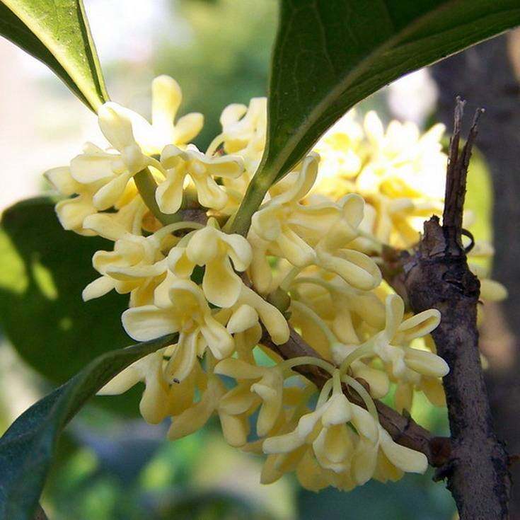 那年桂花开月正圆