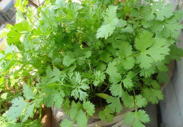 烧鱼汤注意这2点,鱼不破皮、汤汁奶白浓郁,自家阳台花盆里种植的香菜长大啦,做菜的时候摘两颗来做配料也是相当不错的哦。