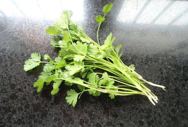 烧鱼汤注意这2点,鱼不破皮、汤汁奶白浓郁,取几颗嫩的香菜洗净后备用。