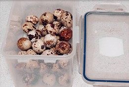 虎皮鹌鹑蛋红烧肉,把煮熟鹌鹑蛋装进密封盒里,加少许清水,盖上盖,上下左右摇晃盒子