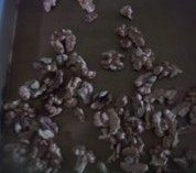 肉桂葡萄干核桃面包,核桃放在烤盘上,放进烤箱中层150度烤5-8分钟