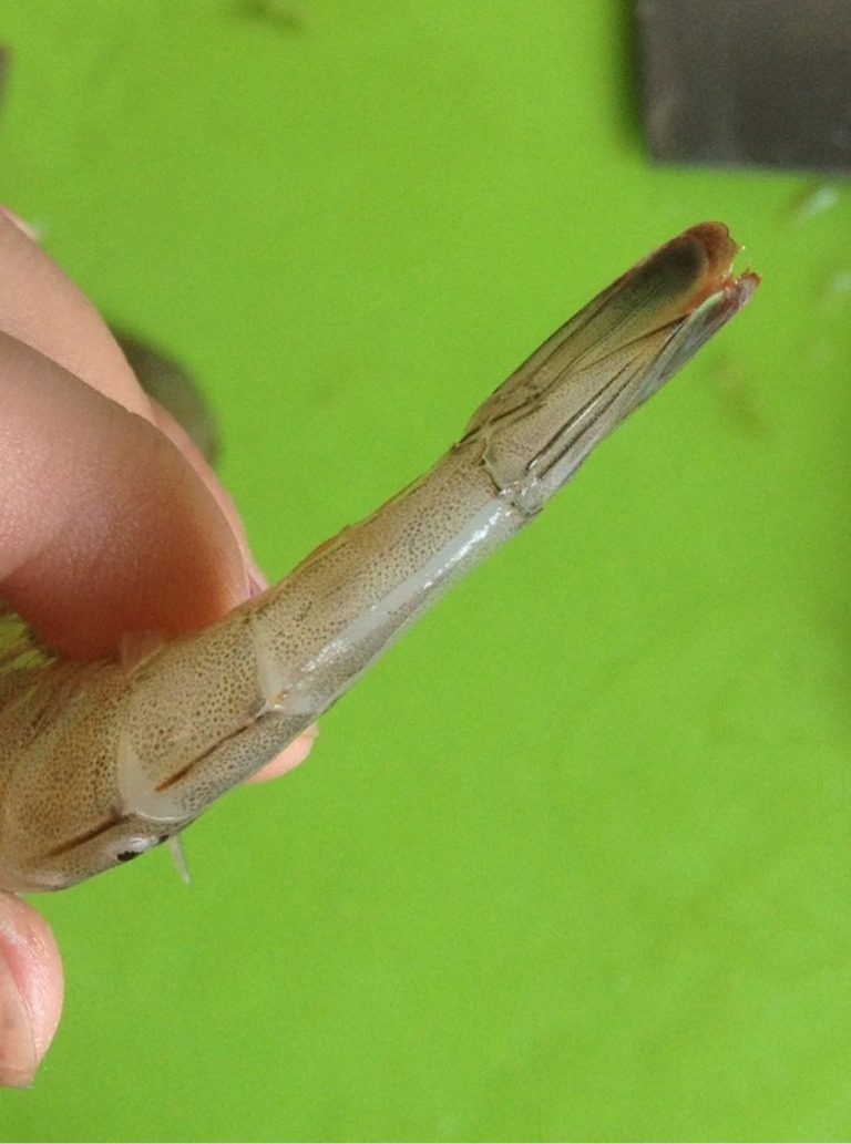 蒜茸粉丝开背虾,开背备用