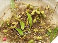 石橄榄炖猪肉,选用新鲜的石橄榄,(石橄榄全草皆可药用),彻底清洗干净。