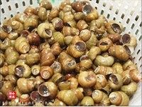沙茶炒石螺,准备好石螺,用钳子将长有内脏的“尾巴”夹掉,用清水反复冲洗干净。