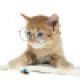 不会上树的cat