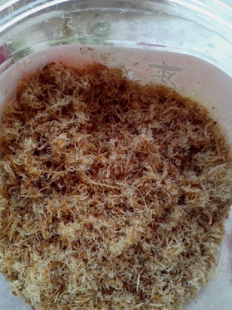 猪肉松,平底锅里放油，将撕好的肉丝下锅里不停的翻炒，然后放点<a style='color:red;display:inline-block;' href='/shicai/ 744'>五香粉</a>，白糖，再放点<a style='color:red;display:inline-block;' href='/shicai/ 692'>酱油</a>上色，炒到8.9.分干盛出来放料理机粉碎，肉丝就变成肉松了。不要打时间太长，不然就成沫了。