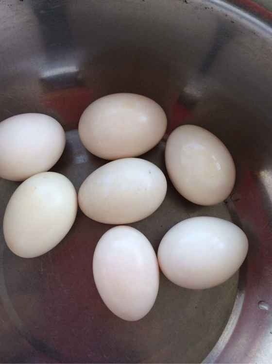 油黄咸鸭蛋,擦干鸭蛋表面水分备用
