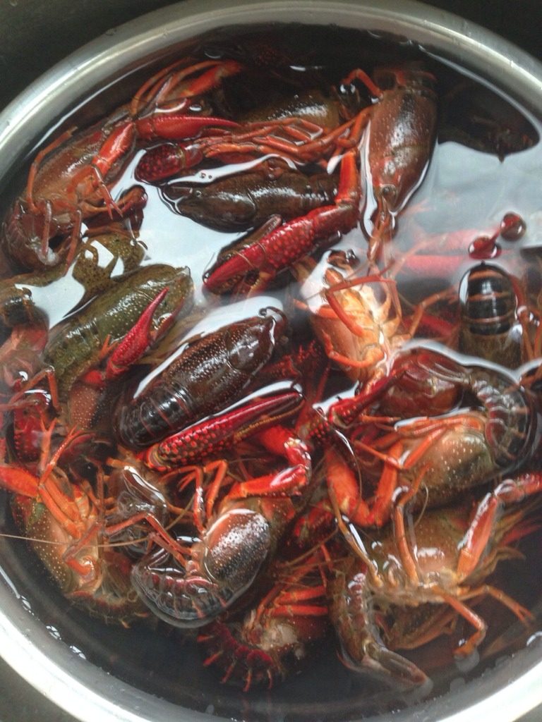 绝味小龙虾,新鲜小龙虾1斤。买来后清水冲洗,浸泡2小时。剪掉虾头前半部分,虾尾巴分三片,拽住中间一片,旋转就可以抽出虾背部的肠子。
