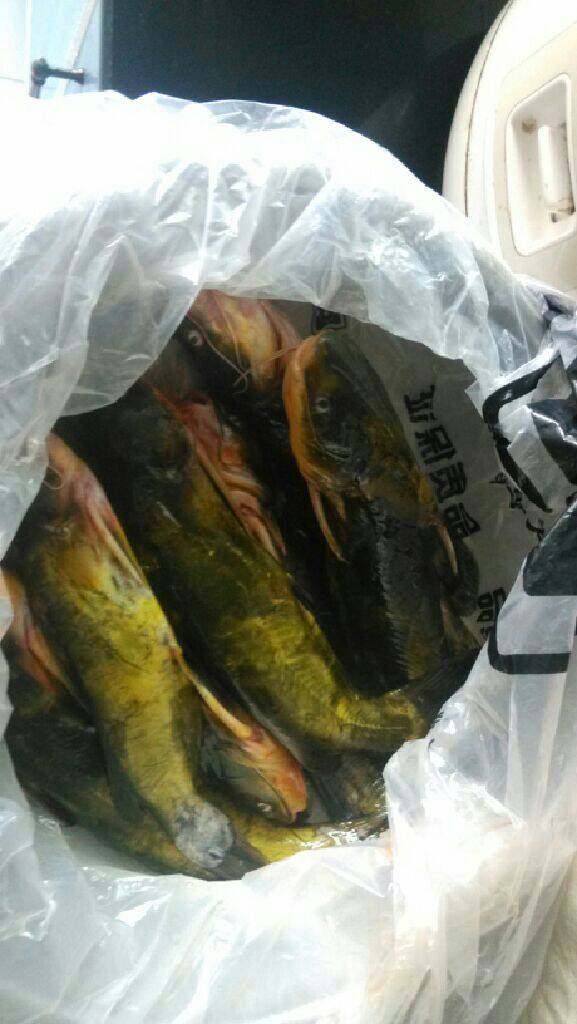 麻辣豆腐鱼,鱼洗净待用