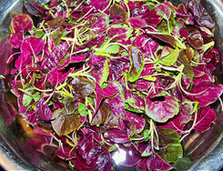 上汤苋菜,苋菜浸泡在淡盐水中待用